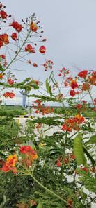 Project Image of 1350.0 - 3600.0 Sq.ft Residential Plot Plot for buy in Akshita E City Enclave