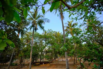 Project Image of 1593.06 - 4389.0 Sq.ft Residential Plot Plot for buy in DRA Ranka Palm Lakeside