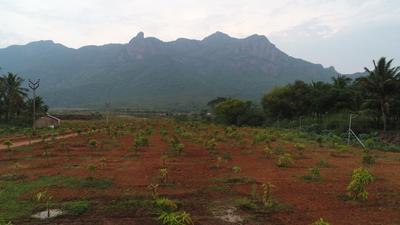 Project Image of 1000.0 - 15681.0 Sq.ft Residential Plot Plot for buy in Chettinad Farms