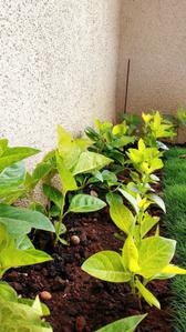 Project Image of 373.83 - 616.66 Sq.ft 1 BHK Apartment for buy in Grow Riverside Greens