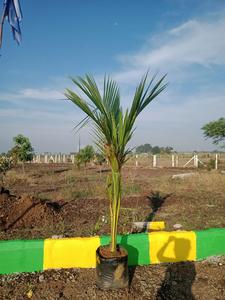 Project Image of 2178.0 - 5445.0 Sq.ft Residential Plot Plot for buy in PAMENA GREENS