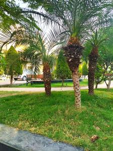 Project Image of 800.0 - 4117.0 Sq.ft Residential Plot Plot for buy in Shikharji Dreamz