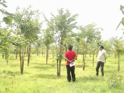 Project Image of 3375.0 - 5445.0 Sq.ft Residential Plot Plot for buy in Myneni Peacock Avenue