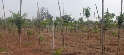 Paridhi Shiva Farm Elevation 1