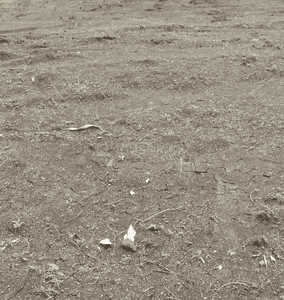 Project Image of 610.1 - 2177.54 Sq.ft Residential Plot Plot for buy in Sampat Green Extension