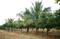 Sahasra Mango Garden Phase 1 Plot 2