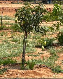 Project Image of 1440.0 - 2718.0 Sq.ft Residential Plot Plot for buy in Sahasra Mango Garden