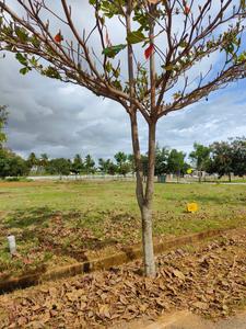 Project Image of 888.0 - 2400.0 Sq.ft Residential Plot Plot for buy in Canterburry Meadows Phase 1