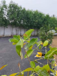 Project Image of 600.0 - 2400.0 Sq.ft Residential Plot Plot for buy in Venture Kumaran Garden
