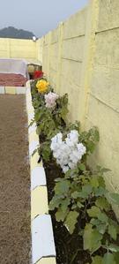 Project Image of 1000.0 - 2500.0 Sq.ft Residential Plot Plot for buy in Royal Upvan