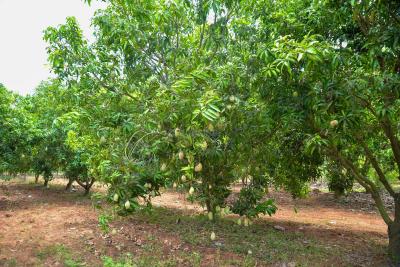 Project Image of 9594.0 - 13838.0 Sq.ft Residential Plot Plot for buy in Banyan Red Soil Mango Farms
