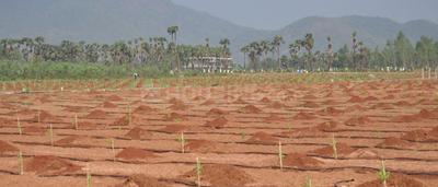 Project Image of 540.03 - 3635.94 Sq.ft Residential Plot Plot for buy in Sunrise Sai Vanam