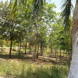 Project Image of 1350.0 - 4500.0 Sq.ft Residential Plot Plot for buy in Sampangi The Green Ridge