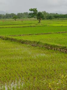 Project Image of 1000.0 - 10000.0 Sq.ft Residential Plot Plot for buy in Farm N Land Ranjanpada