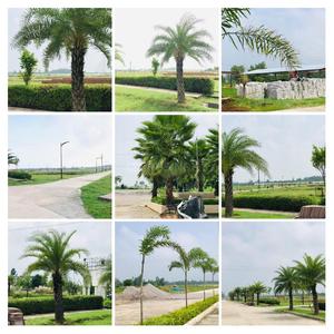 Project Image of 1500.0 - 3883.0 Sq.ft Residential Plot Plot for buy in Signature Park Sector 1