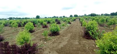 Project Image of 1350.0 - 4050.0 Sq.ft Residential Plot Plot for buy in SSL Tummalapalli