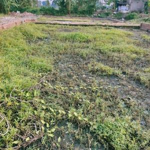 Project Image of 720.0 - 2160.0 Sq.ft Residential Plot Plot for buy in Sai Niwas