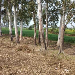 Project Image of 450.0 - 10350.0 Sq.ft Residential Plot Plot for buy in Shubham Jewar City