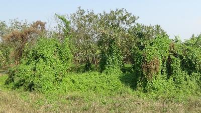 Project Image of 720.0 - 2160.0 Sq.ft Residential Plot Plot for buy in Twinrock Sharnabhumi