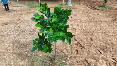 Image of 9600 Sq.ft Residential Plot / Land for sale in Panjappur, Tiruchirappalli for Rs. 8900000