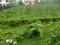 Bikash Guha Colony, Nayabad Main Image 1