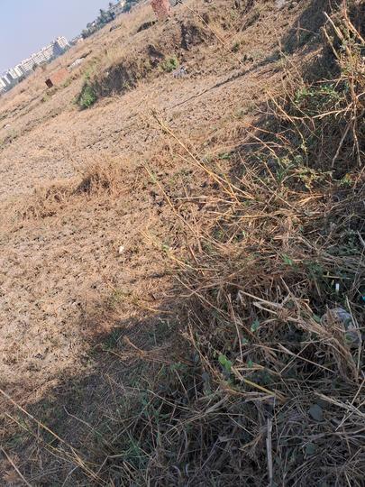 Sandor, Vasai West Main Image 1