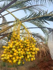 Image of 10800 Sq.ft Residential Plot / Land for sale in Donakonda, Prakasam for Rs. 1000000