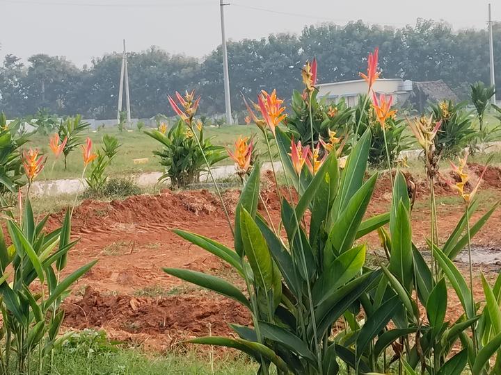 Atchuthapuram Main Image 1