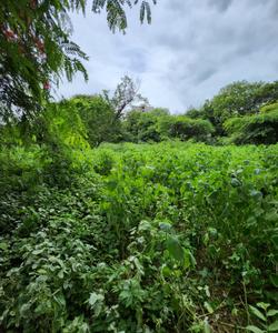 Image of 517 Sq.ft Residential Plot / Land for sale in Raysan, Gandhinagar for Rs. 35000000