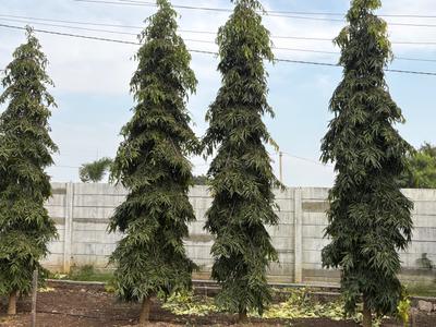 Image of 86400 Sq.ft 5 BHK Farm House for sale in Chevella, Hyderabad for Rs. 110000000