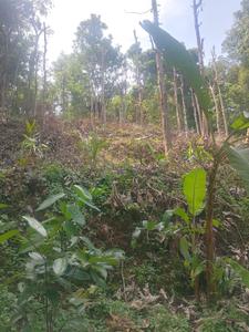 Image of 31798 Sq.ft Residential Plot / Land for sale in Killannur, Thrissur for Rs. 5500000