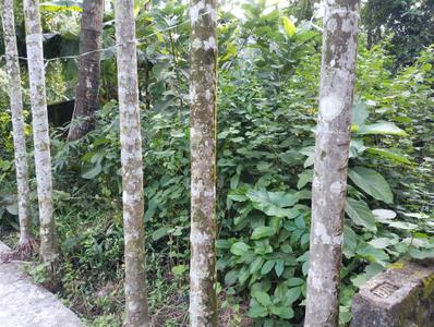 Image of 1082 Sq.ft Residential Plot / Land for sale in Uluberia, Howrah for Rs. 700000