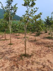 Sandal garden bhogapuram Plot View 1