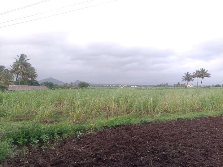 Punade Main Image 1