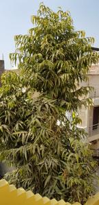 Image of 300 Sq.ft 1 RK Studio for rent in Indra Puri Colony, Indore for Rs. 7500