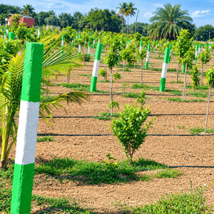 Image of 9600 Sq.ft Residential Plot / Land for sale in Chengalpattu, Chennai for Rs. 2400000