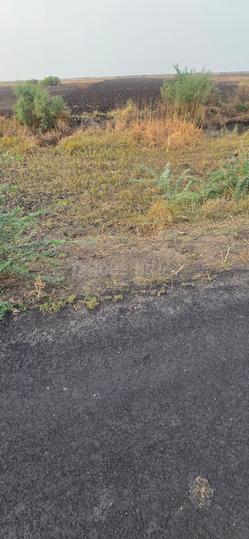 Dholera Main Image 1