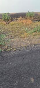 Dholera Plot View 1
