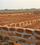 Jamukoli Main Image 1