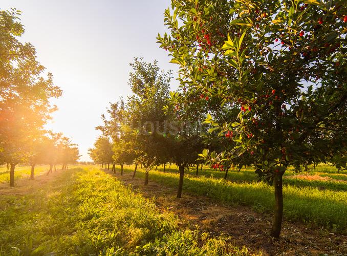 Arvind Fruits Of Life Bavlu Main Image 1