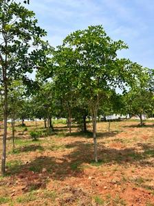 SAI CHANDANAVANAM Plot View 2