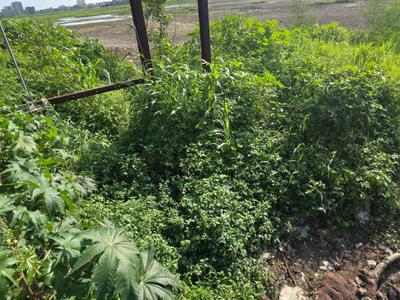Image of 1089 Sq.ft Residential Plot / Land for sale in Vasai West, Vasai for Rs. 4950000
