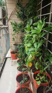 Balcony Image of 800 Sq.ft 2 BHK Apartment / Flat for sale in PNK Shanti Garden, Mira Road East Mira Bhayandar for Rs. 11800000