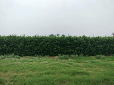 Image of 175 Sq.ft Residential Plot / Land for sale in Mansha Oaks, Sector 98, Faridabad for Rs. 19250000