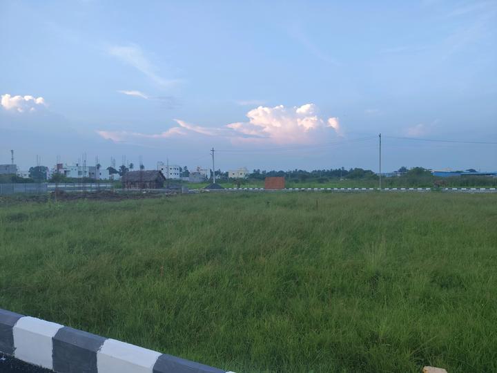 Urban Tree Pearl County Main Image 1