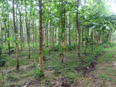 Image of 1944 Sq.ft Residential Plot / Land for sale in Pallakadiyam, Rajahmundry for Rs. 1458000