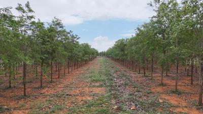 Agricultural Land