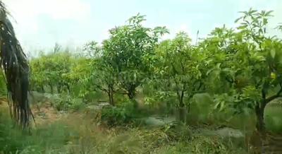 Image of 242 Sq.ft Residential Plot / Land for sale in Shamirpet, Hyderabad for Rs. 2500000