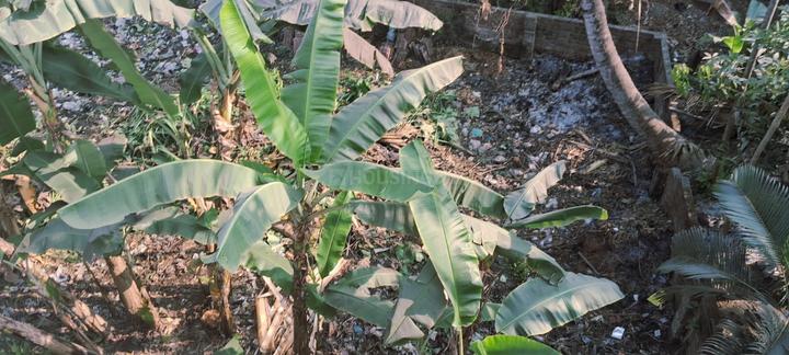 Gobra, Dankuni Main Image 1