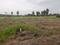 Lakshmi casuarina Main Image 1